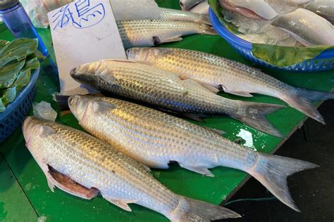 飼料魚是什麼魚